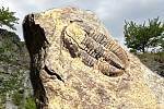 Ve fotografické koláži trilobit Archegonus moravicus se sbírek Vlastivědného muzea v Olomouci