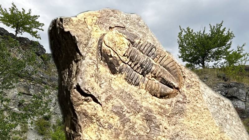 Ve fotografické koláži trilobit Archegonus moravicus se sbírek Vlastivědného muzea v Olomouci