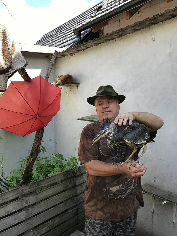 V záchranné stanici v Bílé Lhotě-Pateříně kurýrují mládě volavky popelavé, které si poranilo křídlo.