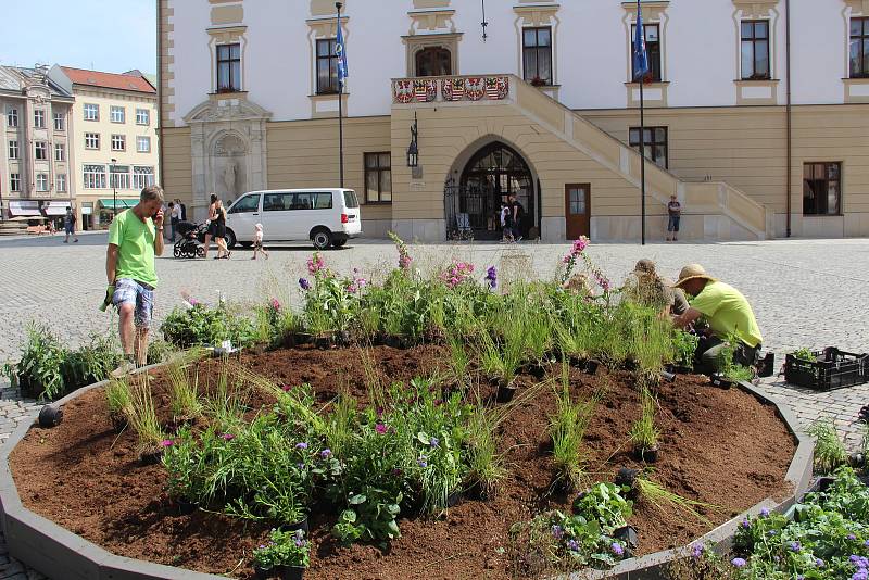 Historické centrum Olomouc oživí letní květinová výzdoba. Zahradníci z výstaviště Flora již sázejí letničky.