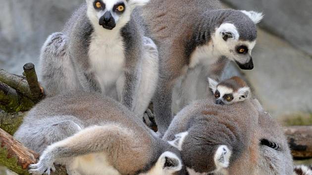 V lemuří tlupě v olomoucké zoo na Svatém Kopečku se narodila čtyři mláďata