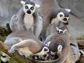 V lemuří tlupě v olomoucké zoo na Svatém Kopečku se narodila čtyři mláďata