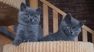 Modré a klidné. Chov britských koček se Olomoučance rozrostl - Valašský  deník