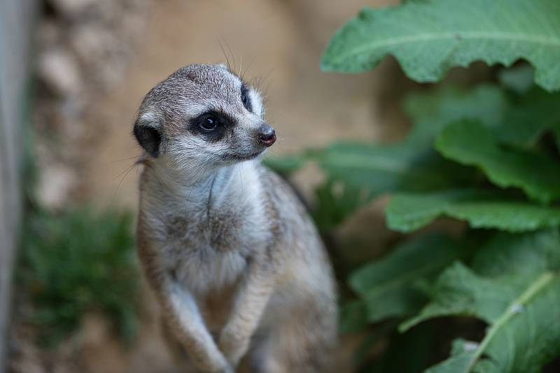 Hezké počasí a bezpočet čerstvě narozených mláďat jsou výzvou k procházce po zoo.