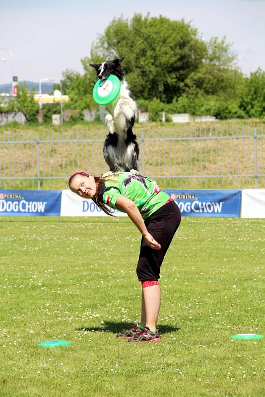 To nejlepší z Dogfrisbee jde o víkendu k vidění v Olomouci