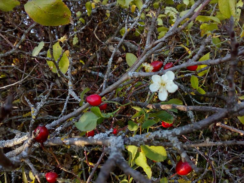 U Strejčkova lomu nedaleko Krčmaně začaly v říjnu kvést některé stromy a keře, například planá třešeň. Hned vedle ní roste šípková růže a na té dozrály šípky, přesněji souplodí nažek.
