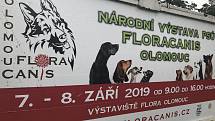 Národní výstava psů Floracanis Olomouc 2019 probíhá od sobotního dopoledne na Výstavišti Flora Olomouc. Mezi soutěžícími jsou zástupci bezmála 300 psích plemen.