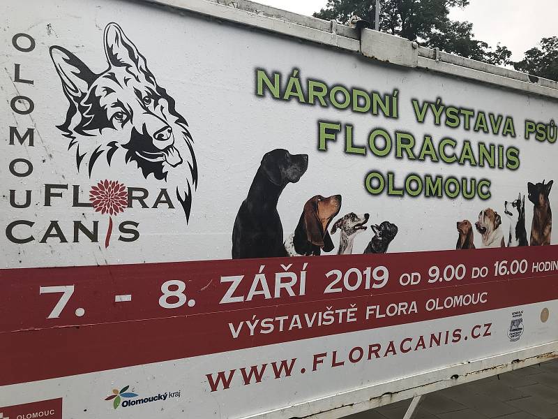 Národní výstava psů Floracanis Olomouc 2019 probíhá od sobotního dopoledne na Výstavišti Flora Olomouc. Mezi soutěžícími jsou zástupci bezmála 300 psích plemen.