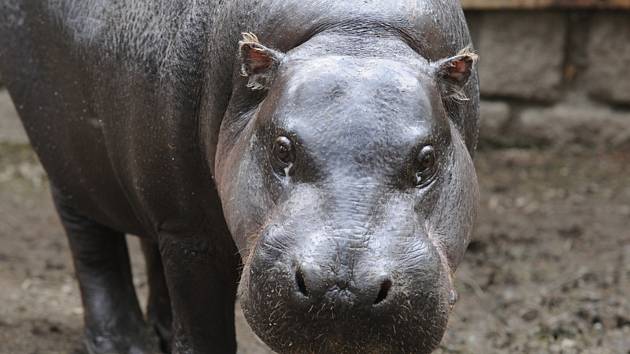 V olomoucké zoo 8. února 2023 uhynula šestatřicetiletá samice hrošíka liberijského Blanka (na snímku z 11. dubna 2004)