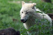 Výběh vlků Hudsonových v olomoucké zoo