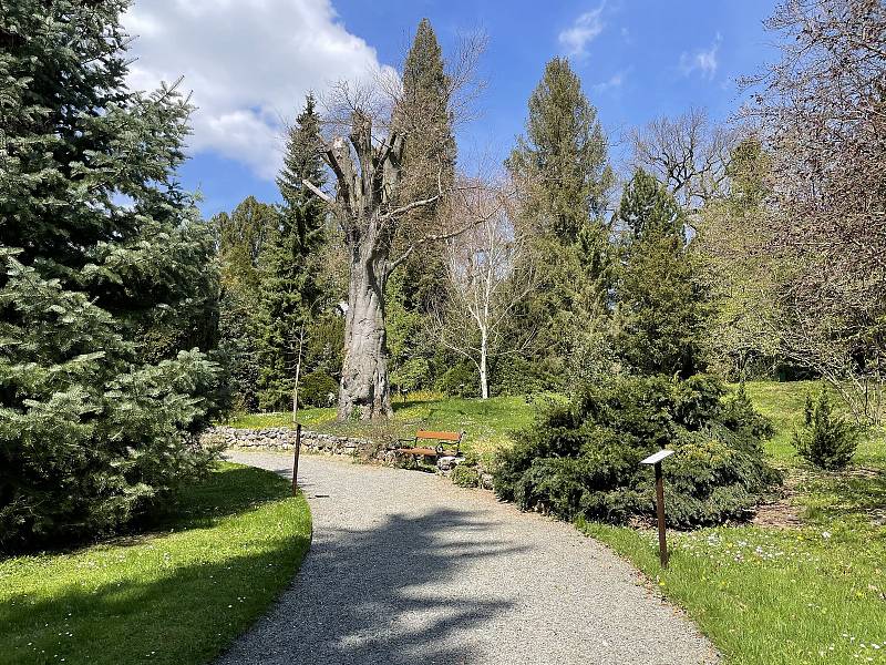 Arboretum Bílá Lhota, nejkrásnější zahrada Olomouckého kraje, otevřena od 1. května denně, kromě pondělí, 30. dubna 2021