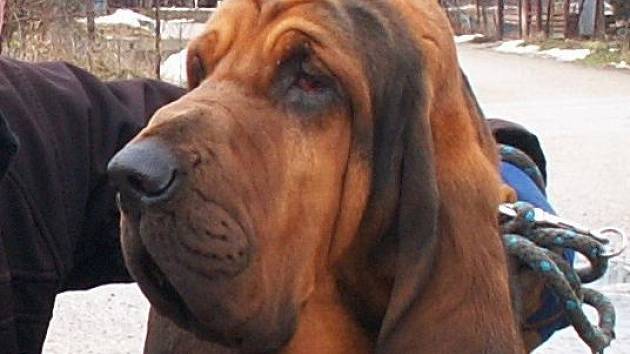 Uničovský bloodhound Cassino je stopařský expert sdružení Rescue Olomouc