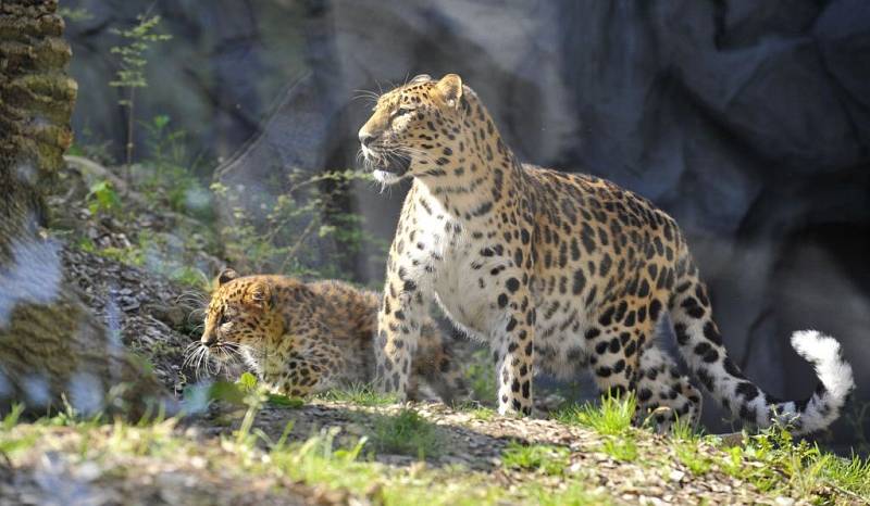 Nový výběh pro levharty mandžuské v olomoucké zoo