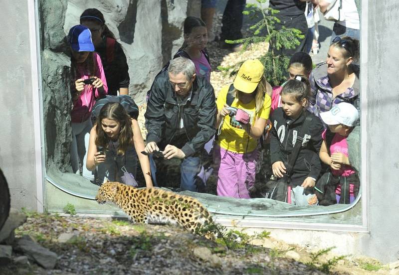 Nový výběh pro levharty mandžuské v olomoucké zoo