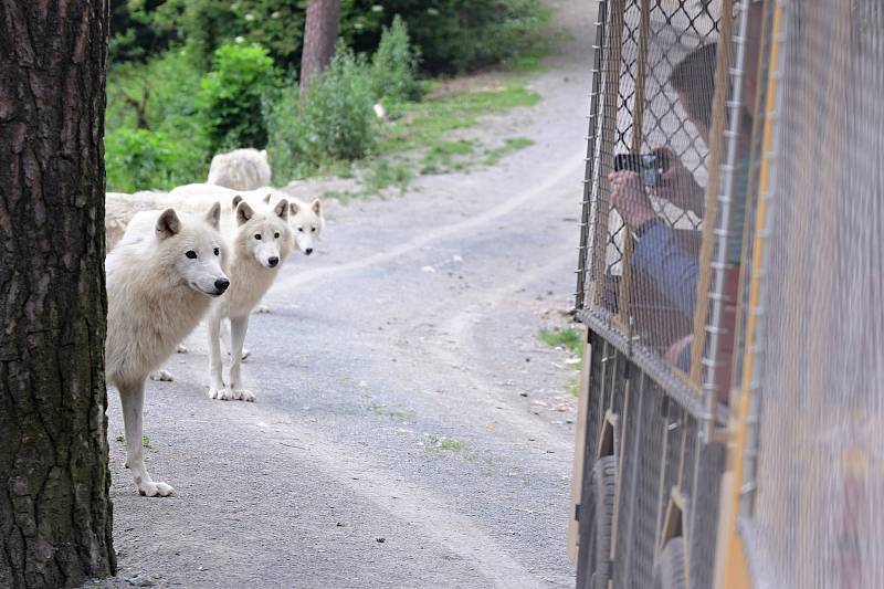 Safari Amerika v olomoucké zoo na Svatém Kopečku, 17. 6. 2020