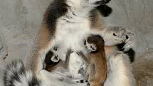 V srpnu přibyla ke třem jarním mláďatům lemurů kata ještě dvojčata.