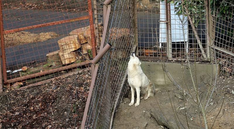 Uzavřená Zoo Olomouc na začátku února 2021