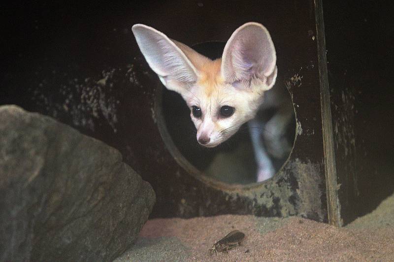 Fenek berberský v olomoucké zoo