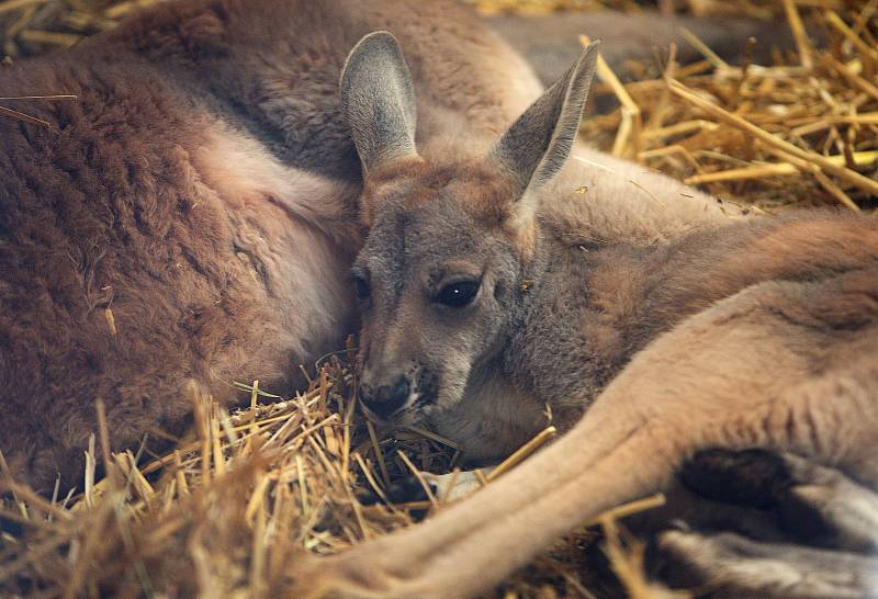 Klokan rudý v olomoucké zoo. Klokani si v zimě užívají vytápěné podlahy