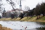 Závody otužilců v řece Moravě v Olomouci
