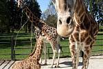 Žirafí sameček Salongo v olomoucké zoo