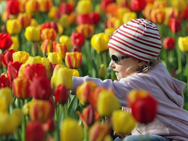 Olomoucké záhony tulipánů