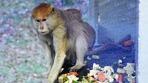 O komentovanou prohlídku areálu zoologické zahrady na Svatém Kopečku projevily zájem stovky návštěvníků