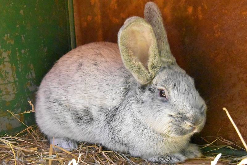 Okresní všeobecná výstava králíků, drůbeže a holubů v Senici na Hané, 21.-22. 9. 2019