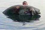 Rybář Josef Faltýnek na Chomoutovském jezeře na jeden zátah dostal z vody během dvaceti minut 224 centimetrů velkého sumce