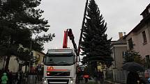 Kácení, převoz a stavění olomouckého vánočního stromu – 16. 11. 2014