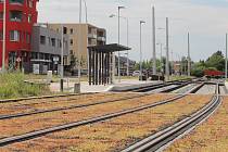 Stavba tramvajové trati ve Schweitzerově ulici v Olomouci - mezi kolejemi jsou pásy s rostlinami - 14. července 2022