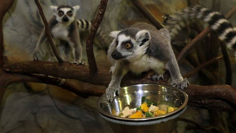 Krmení lemurů v olomoucké zoo