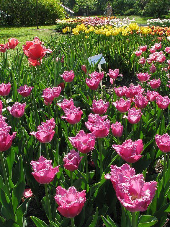 Jarní Flora Olomouc