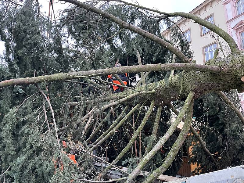 Olomouc už má svoji vánoční jedli. Dorazila z Hluboček. 7. listopadu 2021