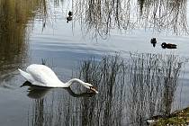 Na rybníku v Litovli zaznamenali další úhyn labutě. Na snímku přeživší samice, 19. března 2023