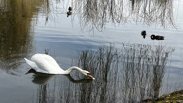 Na rybníku v Litovli zaznamenali další úhyn labutě. Na snímku přeživší samice, 19. března 2023