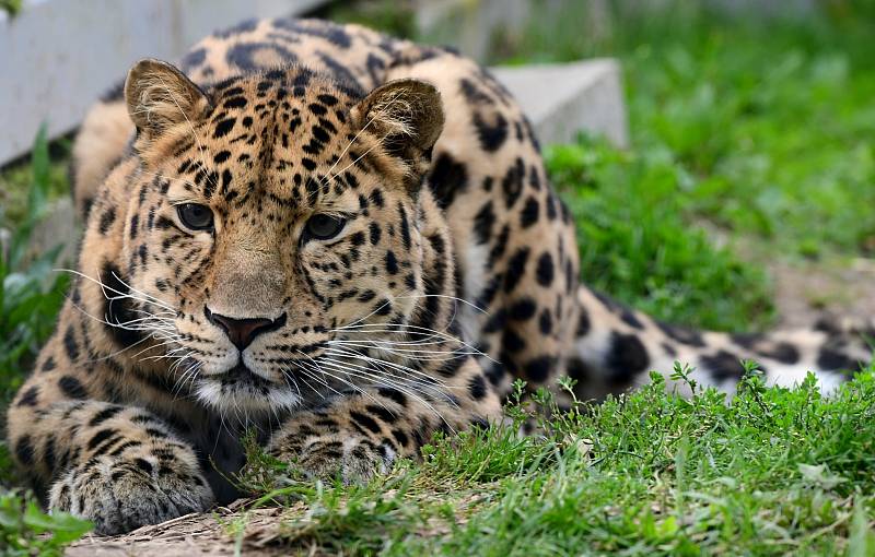 Cora, roční samice levharta mandžuského v olomoucké zoo.