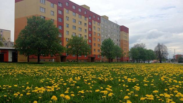 Pampelišková záplava na olomouckém sídlišti