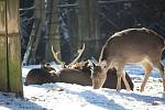 Zima v olomoucké zoo