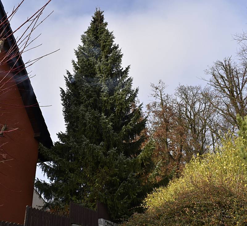 Vánoční strom, který letos ozdobí náměstí T. G. Masaryka roste zatím v Lipové.