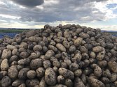 V Blatci startuje samosběr brambor. Zájemci nepotřebují motyky, farmáři hlízy nachystají na pole. 3. září 2020