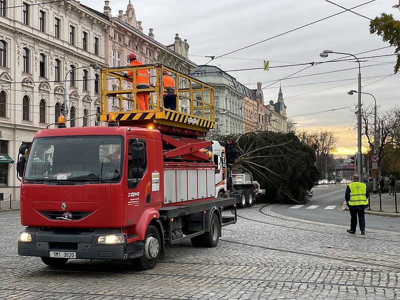 Olomouc už má svoji vánoční jedli. Dorazila z Hluboček. 7. listopadu 2021