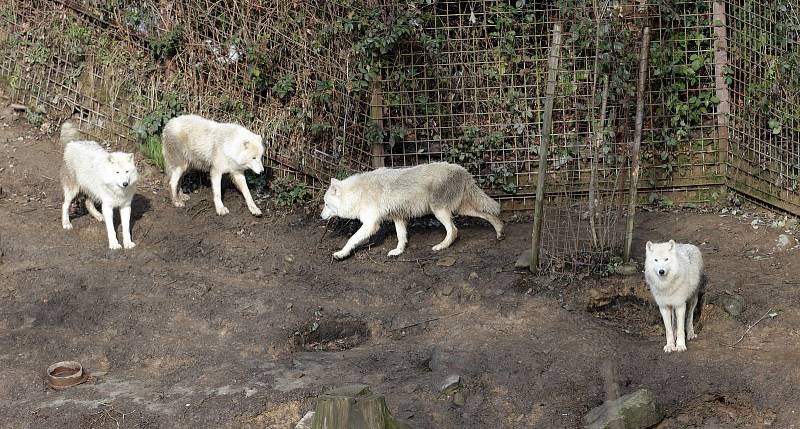 Uzavřená Zoo Olomouc na začátku února 2021