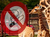 Zákaz kouření v olomoucké zoo. Ilustrační foto
