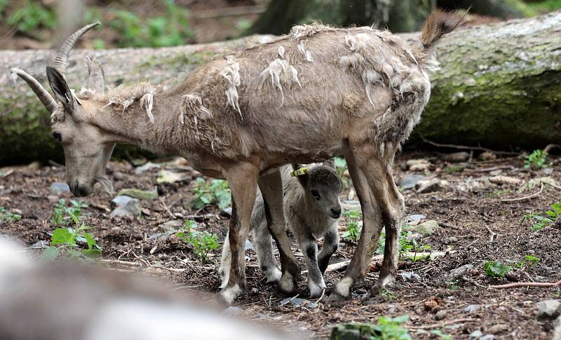 Letošní mláďata v Zoo Olomouc. KOZOROŽEC KAVKAZSKÝ (Capra caucasica)