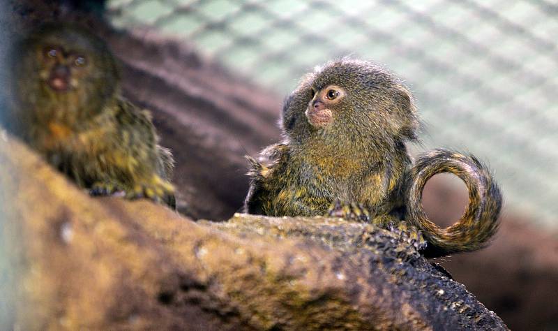 Uzavřená Zoo Olomouc na začátku února 2021