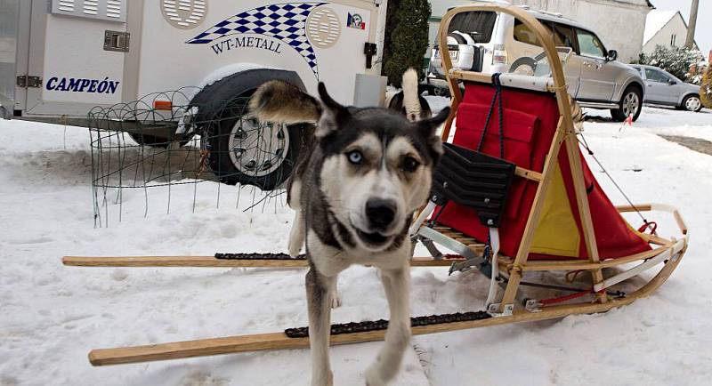 Sibiřští husky mushera Jaroslava Charouze z Komárova