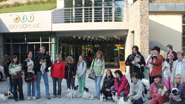 Před zoologickou zahradou na Svatém Kopečku u Olomouce se v neděli dopoledne sešli chovatelé malých kontinentálních španělů.