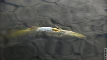 Úhyn ryb v rybníku Hamrys v Olomouci