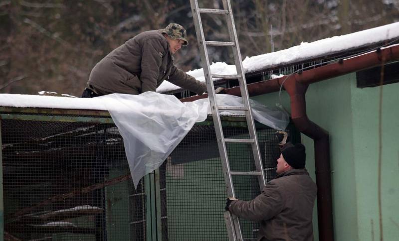 V olomoucké zoo na Svatém Kopečku zabezpečovali voliéry, aby maximálně ochránili ptactvo před možným zavlečením nákazy volně žijícími opeřenci.